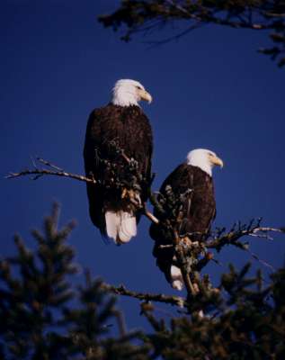 Two bald eagles on our property-400.jpg
